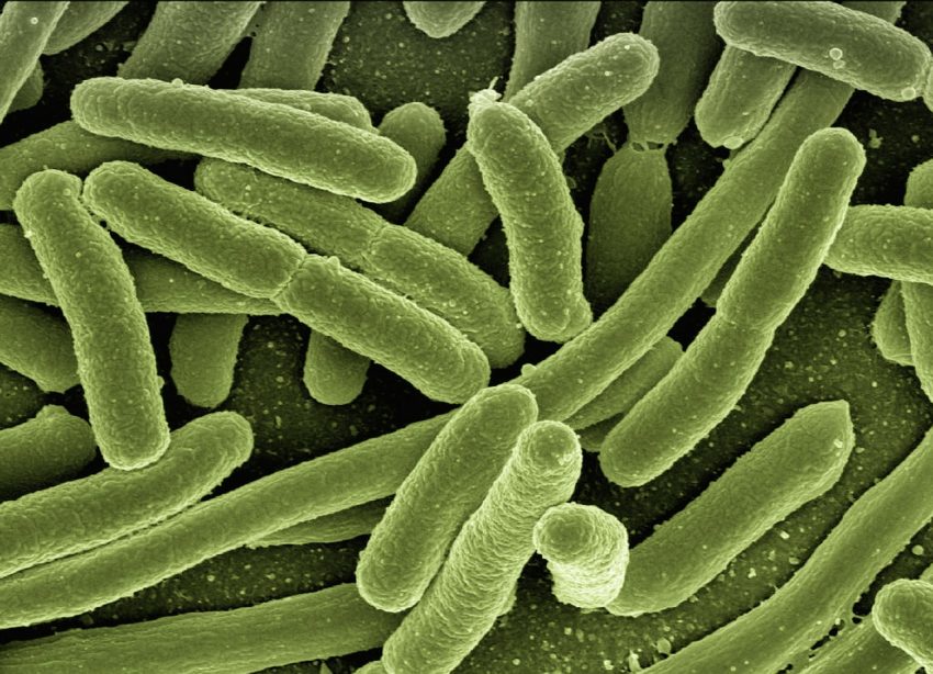 Bacteria Have A Hereditary Memory According To A New Study