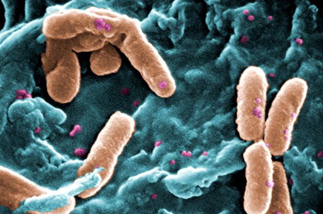 Bacteria can pass on memory to descendants, UCLA-led team discovers