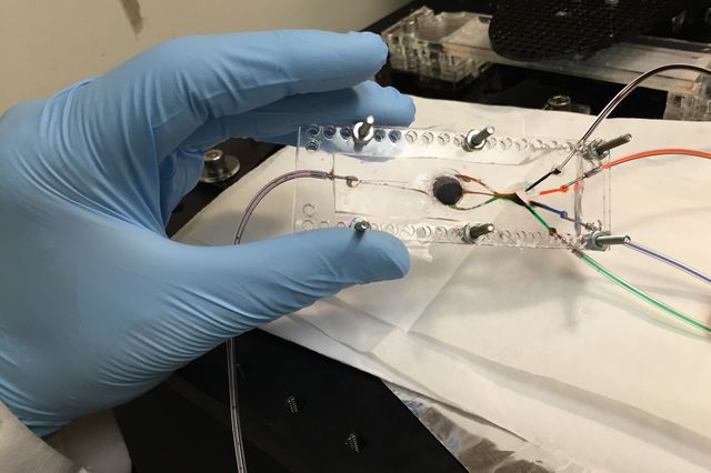 UCLA engineer develops 3D printer that can create complex biological tissues